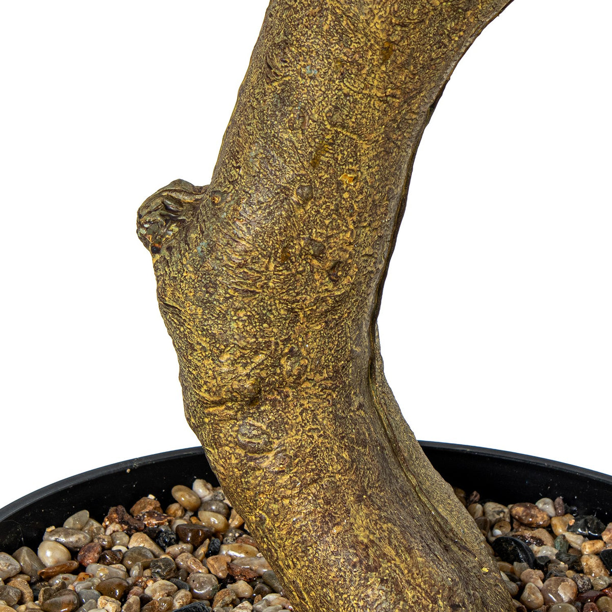 Close-up of a textured, gnarled tree trunk with a golden-brown bark, emerging from a black pot filled with small decorative pebbles | KULORI Malta & Gozo