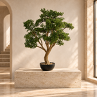 A potted bonsai-style tree with dense green foliage and a tan trunk, displayed on a rectangular stone pedestal in a sunlit interior with cream walls and a window  | KULORI Malta & Gozo