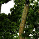 Close-up of artificial green tree branches with textured brown trunks and dense needle-like foliage | KULORI Malta & Gozo