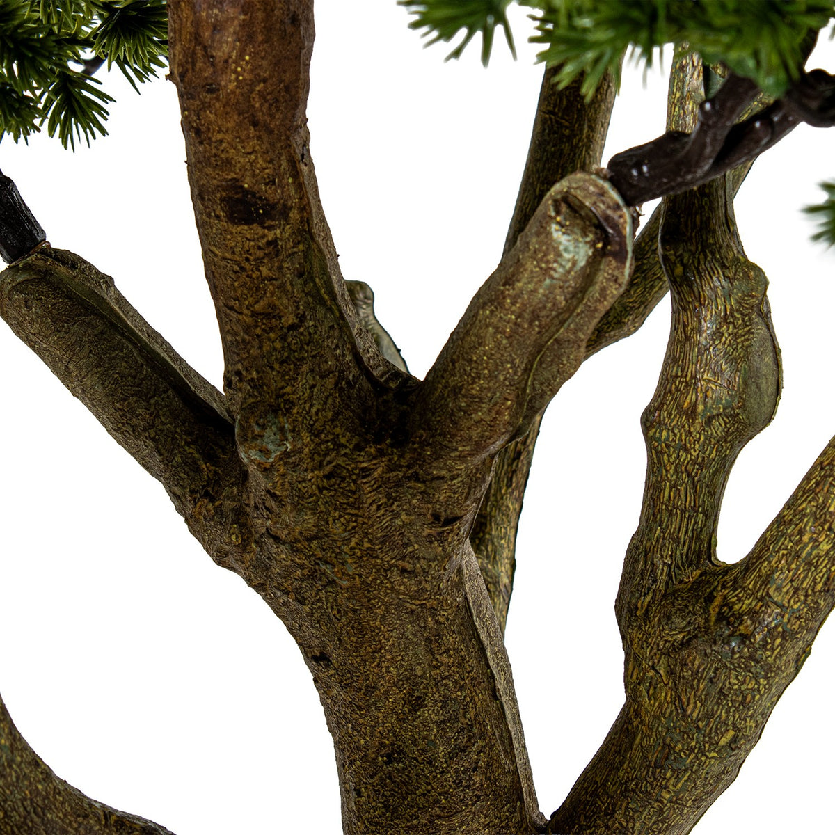 Close-up of a tree trunk and branches with textured bark and small green pine needles visible | KULORI Malta & Gozo