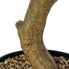 Close-up of a textured, gnarled tree trunk with a golden-brown bark, emerging from a black pot filled with small decorative pebbles | KULORI Malta & Gozo